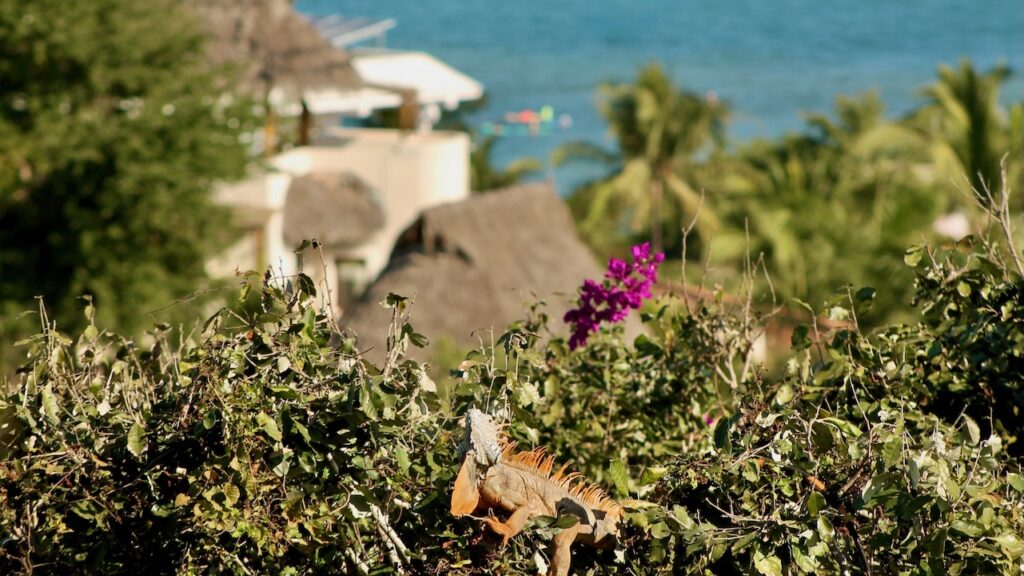 Iguana sunbathing in Sayulita, Mexico or maybe writing his own digital nomad report.  